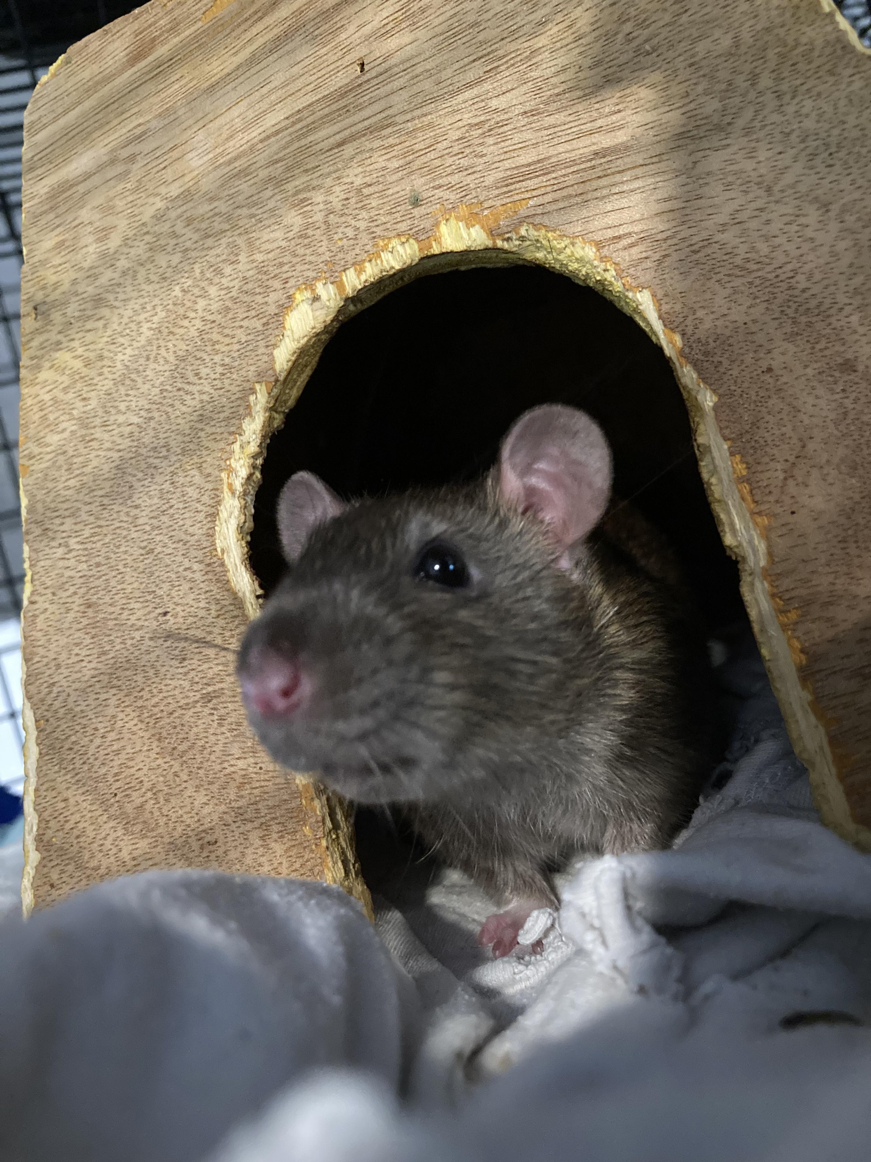 5 Male Baby Rats, adoptable, Baby Female Rat.