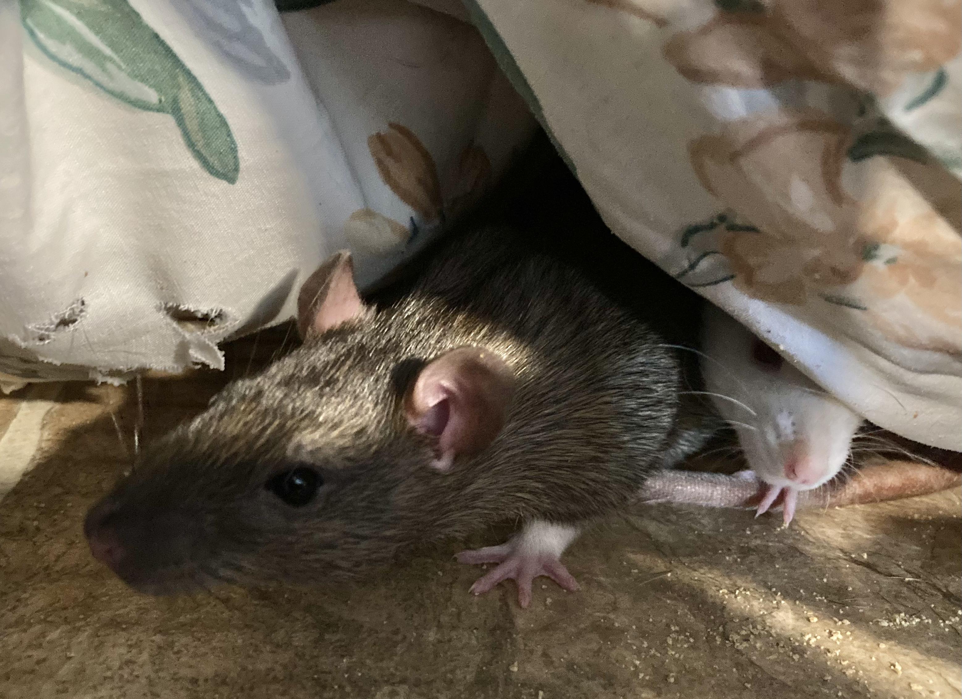 Enlarge 3 Male Baby Rats, an adoptable Rat in Grand Rapids, MI image 2/4