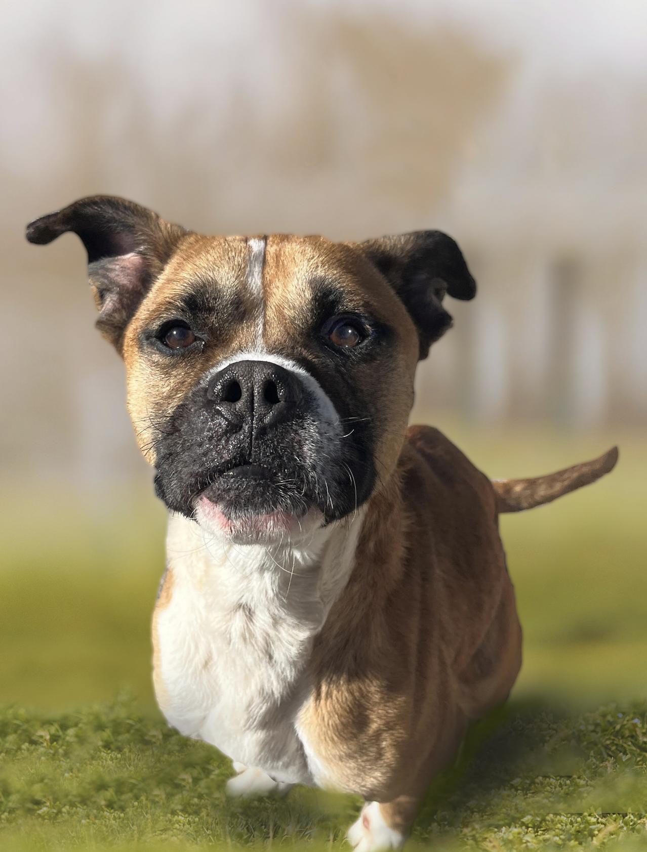 Bruiser