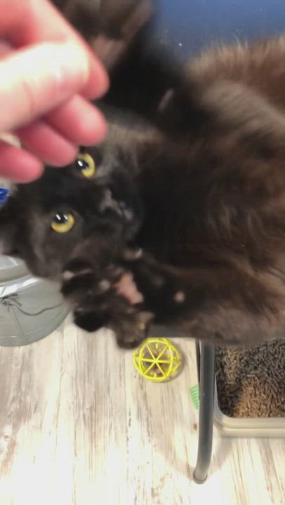 Enlarge Lilo , a Adopted mixed breed in Vineyard Haven, MA video 6/11