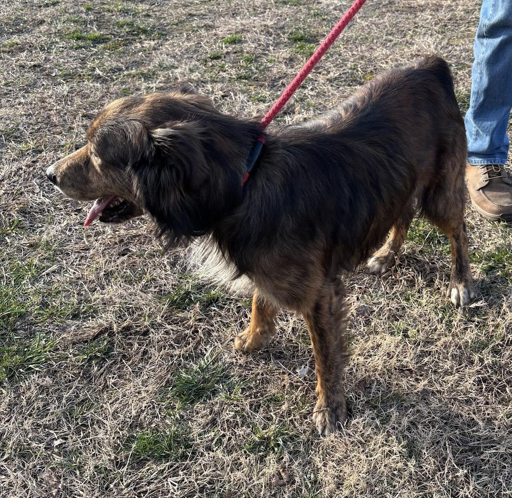 Whiskey, a ADOPTABLE Mixed Breed in Gloucester, VA image 4/4