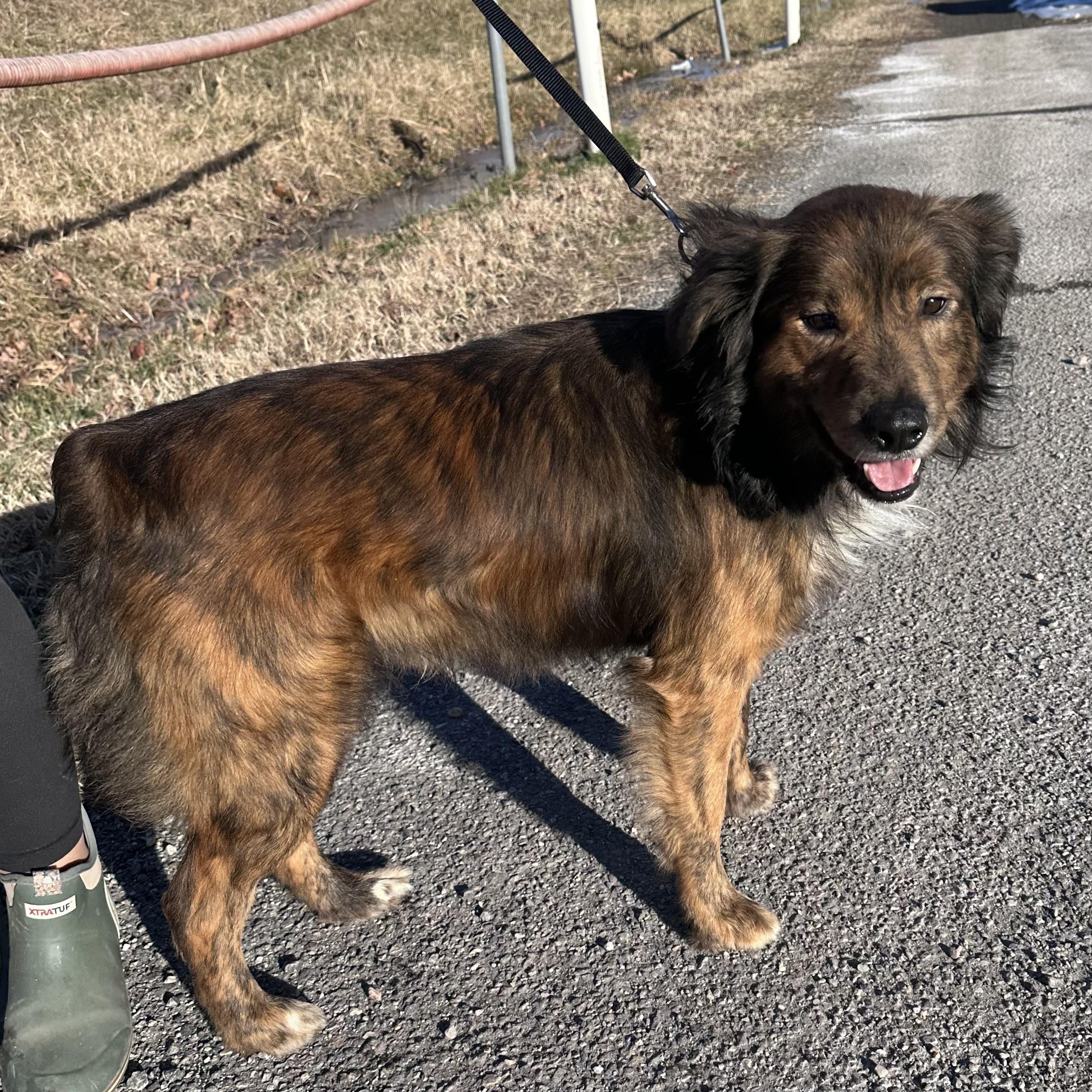 Whiskey, a ADOPTABLE Mixed Breed in Gloucester, VA image 2/4