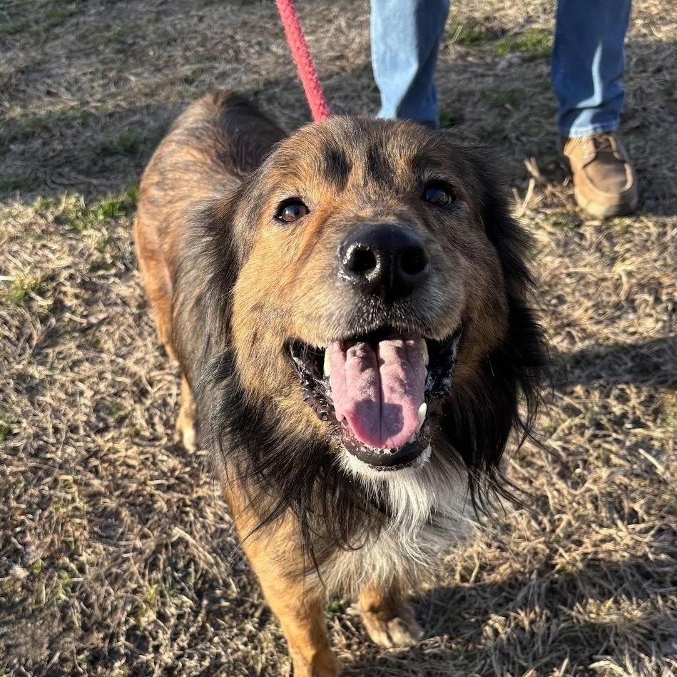 Whiskey, ADOPTABLE, Young Male Mixed Breed.