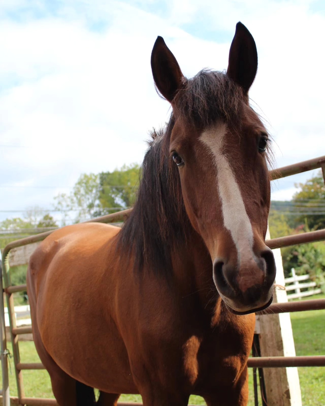 Enlarge Bella, a Adopted Mustang in Northford, CT image 1/5