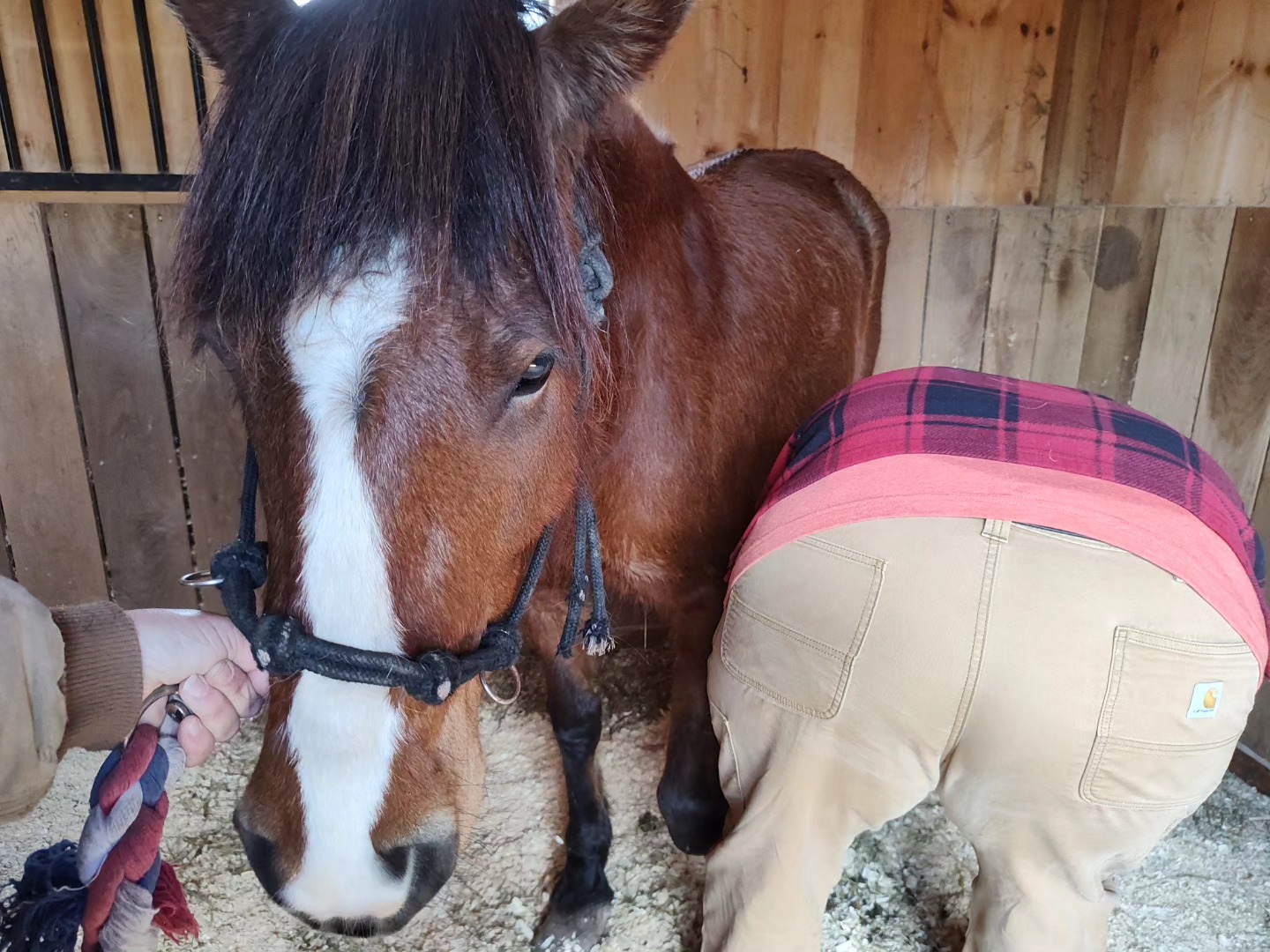 Enlarge Bella, a Adopted Mustang in Northford, CT image 2/5