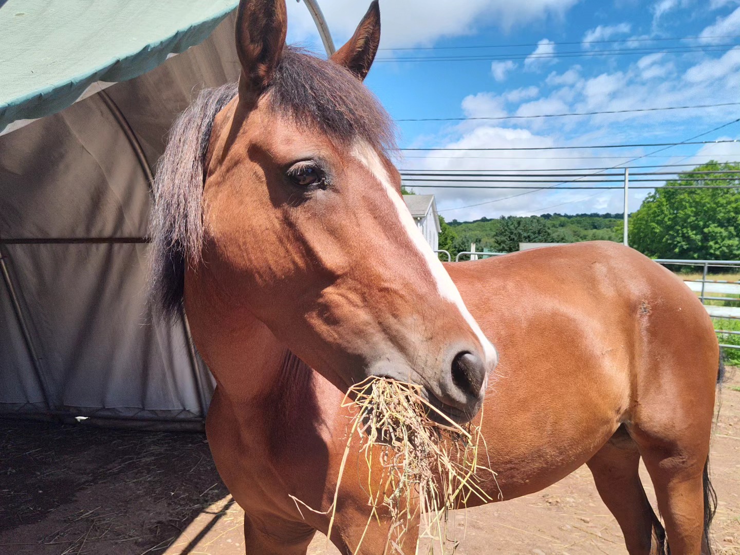 Enlarge Bella, a Adopted Mustang in Northford, CT image 3/5