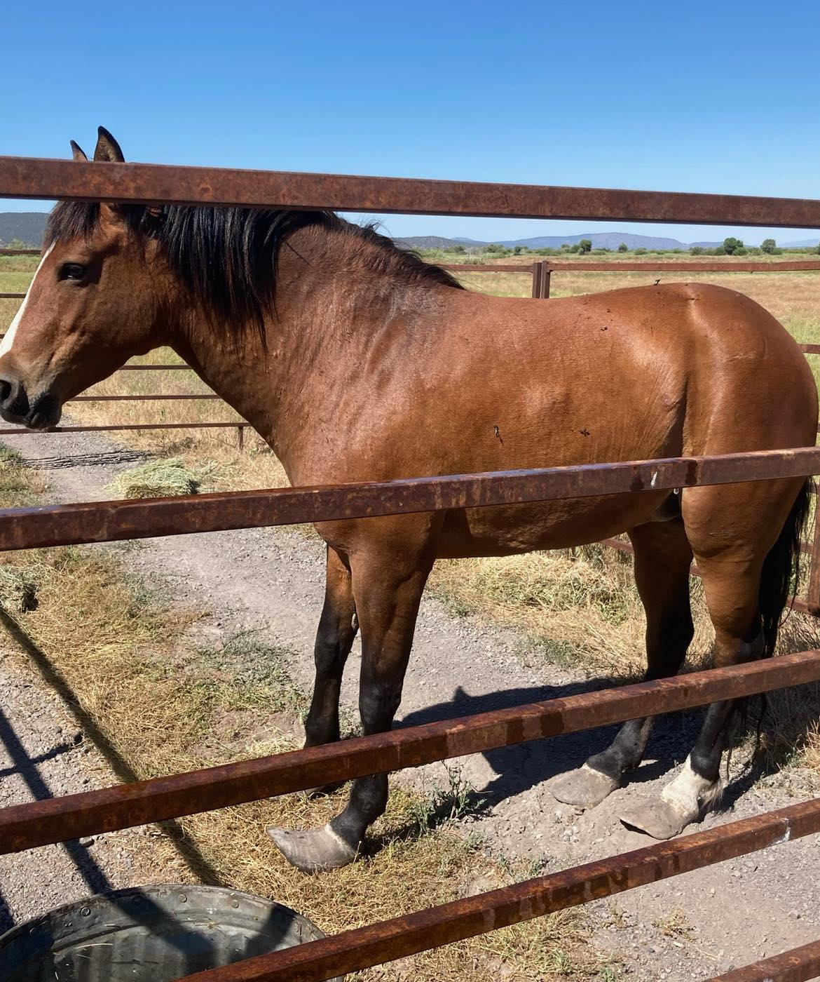 Enlarge Bella, a Adopted Mustang in Northford, CT image 4/5