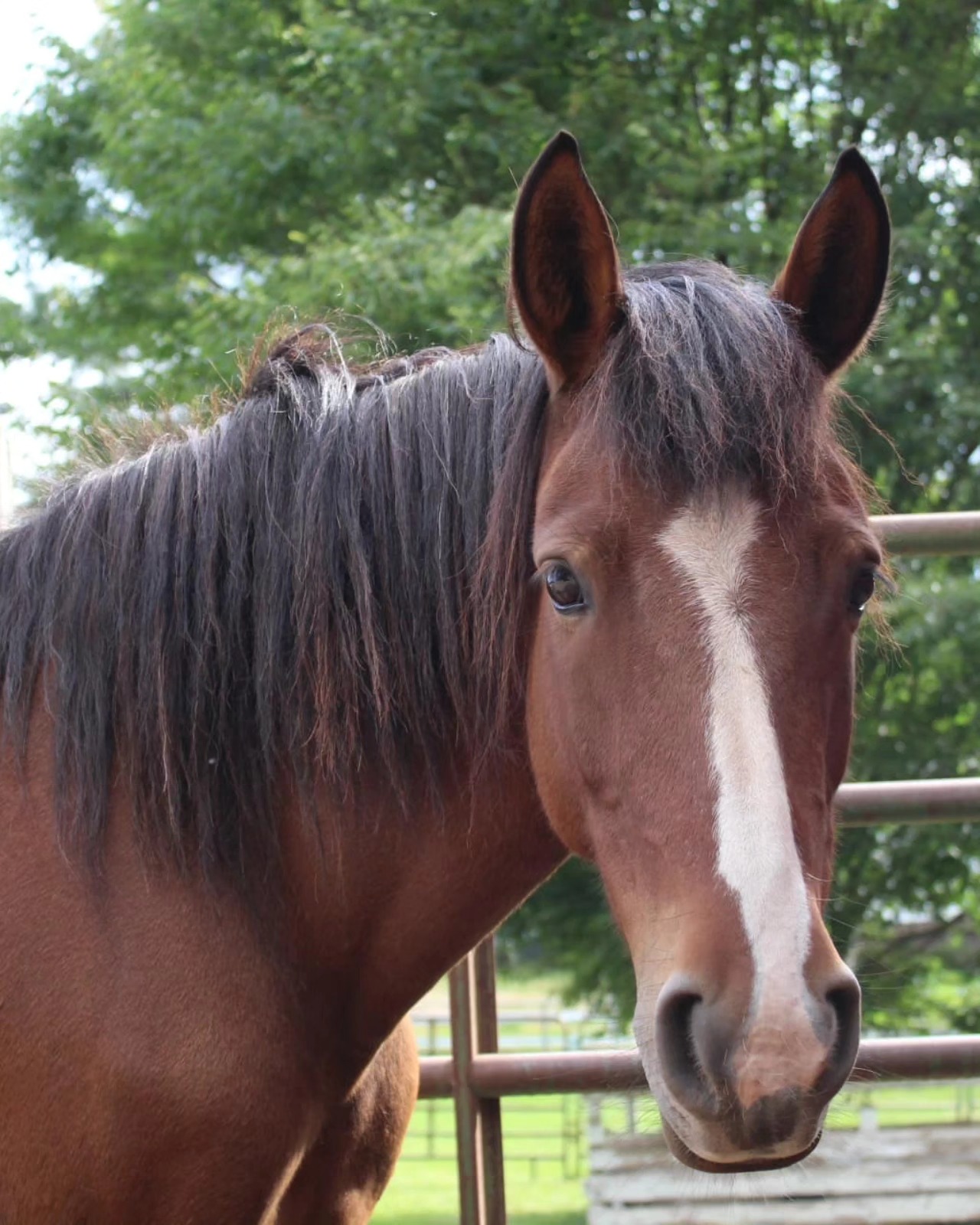 Enlarge Bella, a Adopted Mustang in Northford, CT image 5/5