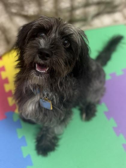 Enlarge Daisy Dollop, an adopted Mixed Breed in Hamilton, OH image 1/1
