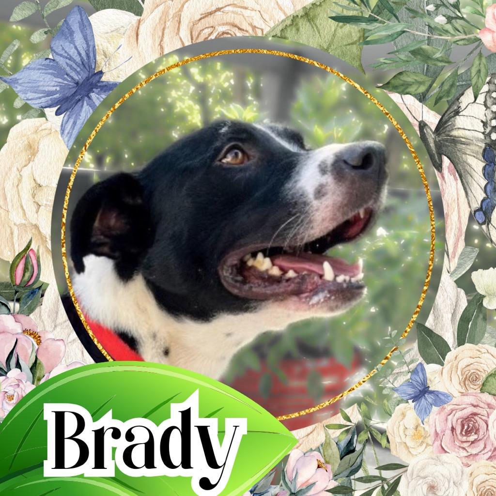 Brady, Adoptable, Adult Male American Staffordshire Terrier & Pit Bull Terrier.