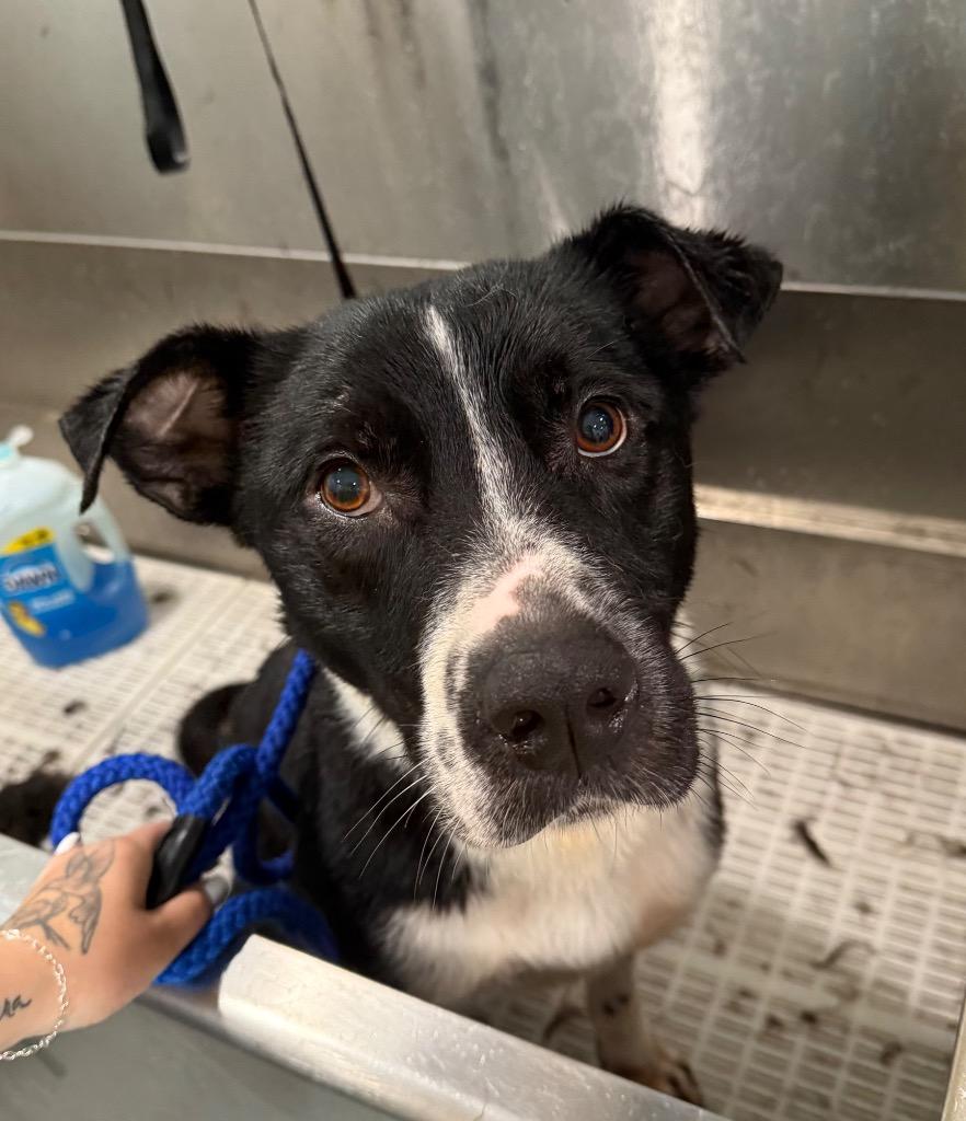 Enlarge Brady, a Adoptable mixed breed in Lawrenceburg, TN image 4/6