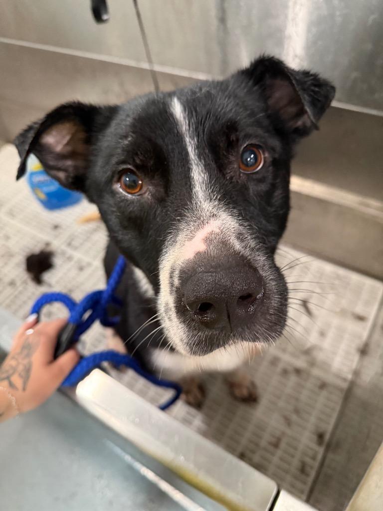 Enlarge Brady, a Adoptable mixed breed in Lawrenceburg, TN image 2/6