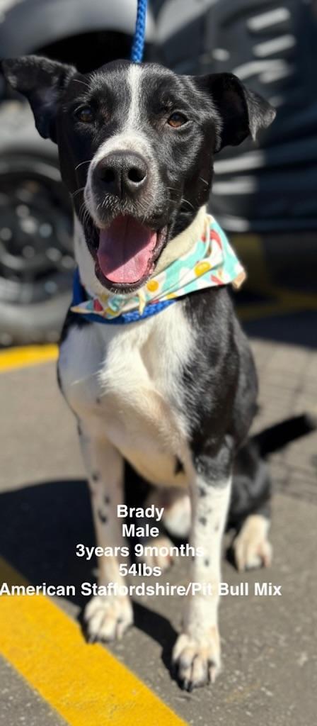 Enlarge Brady, a Adoptable mixed breed in Lawrenceburg, TN image 4/6