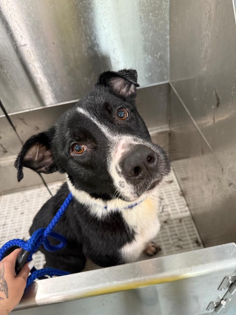 Enlarge Brady, a Adoptable mixed breed in Lawrenceburg, TN image 5/6