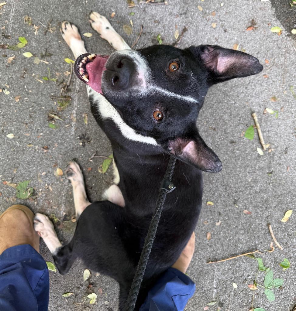 Enlarge Brady, a Adoptable mixed breed in Lawrenceburg, TN image 6/6