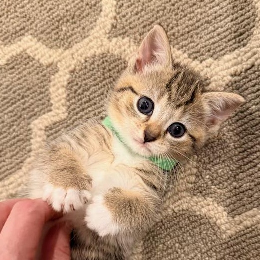 Charming CHARLEE - 3 Months Kitten, ADOPTABLE, Kitten Female American Shorthair.