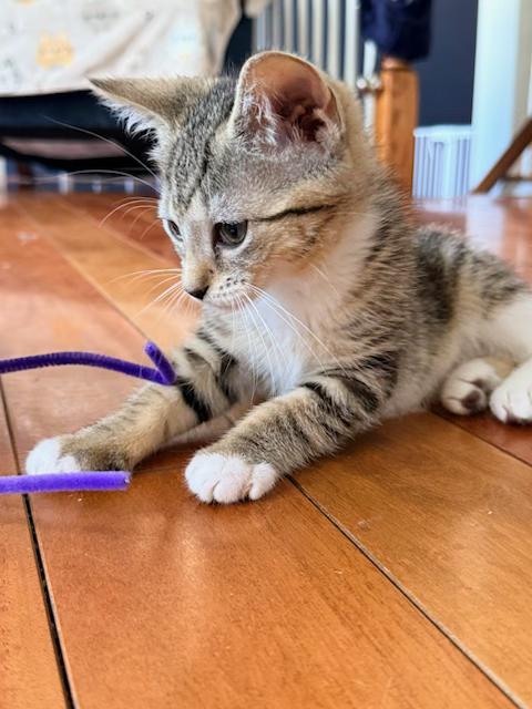 Enlarge Charming CHARLEE - 3 Months Kitten, a ADOPTABLE American Shorthair in Bristow, VA image 5/6