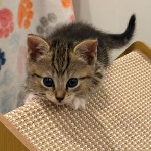 Enlarge Charming CHARLEE - 3 Months Kitten, a ADOPTABLE American Shorthair in Bristow, VA image 4/6