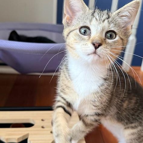 Enlarge Charming CHARLEE - 3 Months Kitten, a ADOPTABLE American Shorthair in Bristow, VA image 6/6