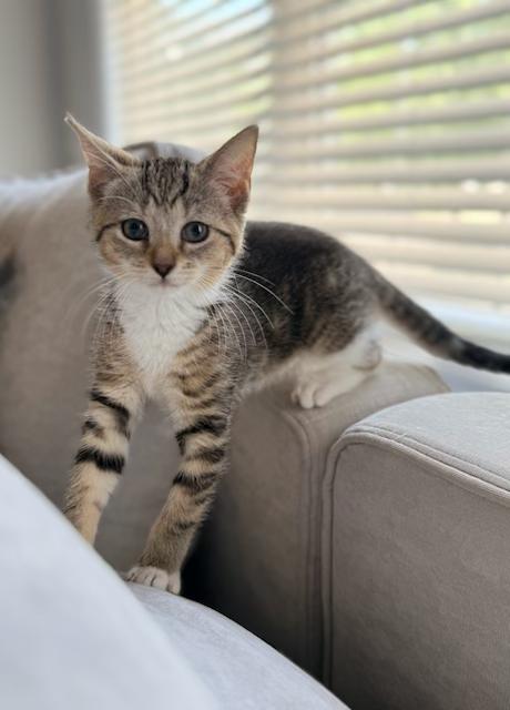 Enlarge Charming CHARLEE - 3 Months Kitten, a ADOPTABLE American Shorthair in Bristow, VA image 2/6