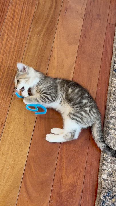 Enlarge Charming CHARLEE - 3 Months Kitten, a ADOPTABLE American Shorthair in Bristow, VA video 3/6