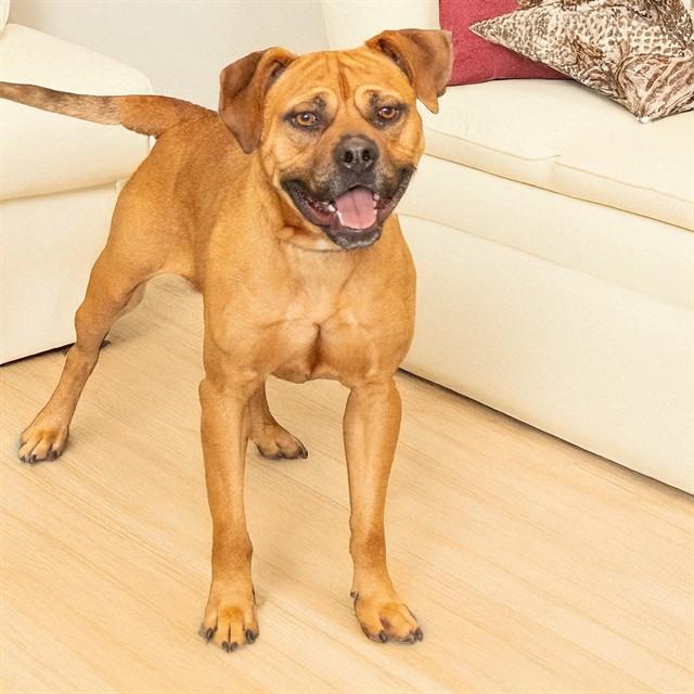 Enlarge SHERLOCK BONES, a Adoptable mixed breed in St. Louis, MO image 1/1