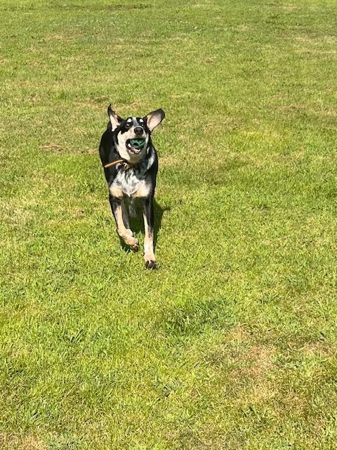 Nettle juice (CP), a ADOPTABLE mixed breed in Clinton, IL image 2/3