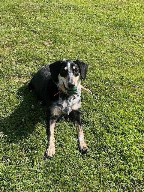 Nettle juice (CP), a ADOPTABLE mixed breed in Clinton, IL image 1/3