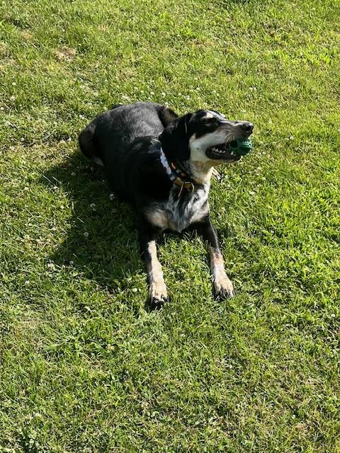 Nettle juice (CP), a ADOPTABLE mixed breed in Clinton, IL image 3/3