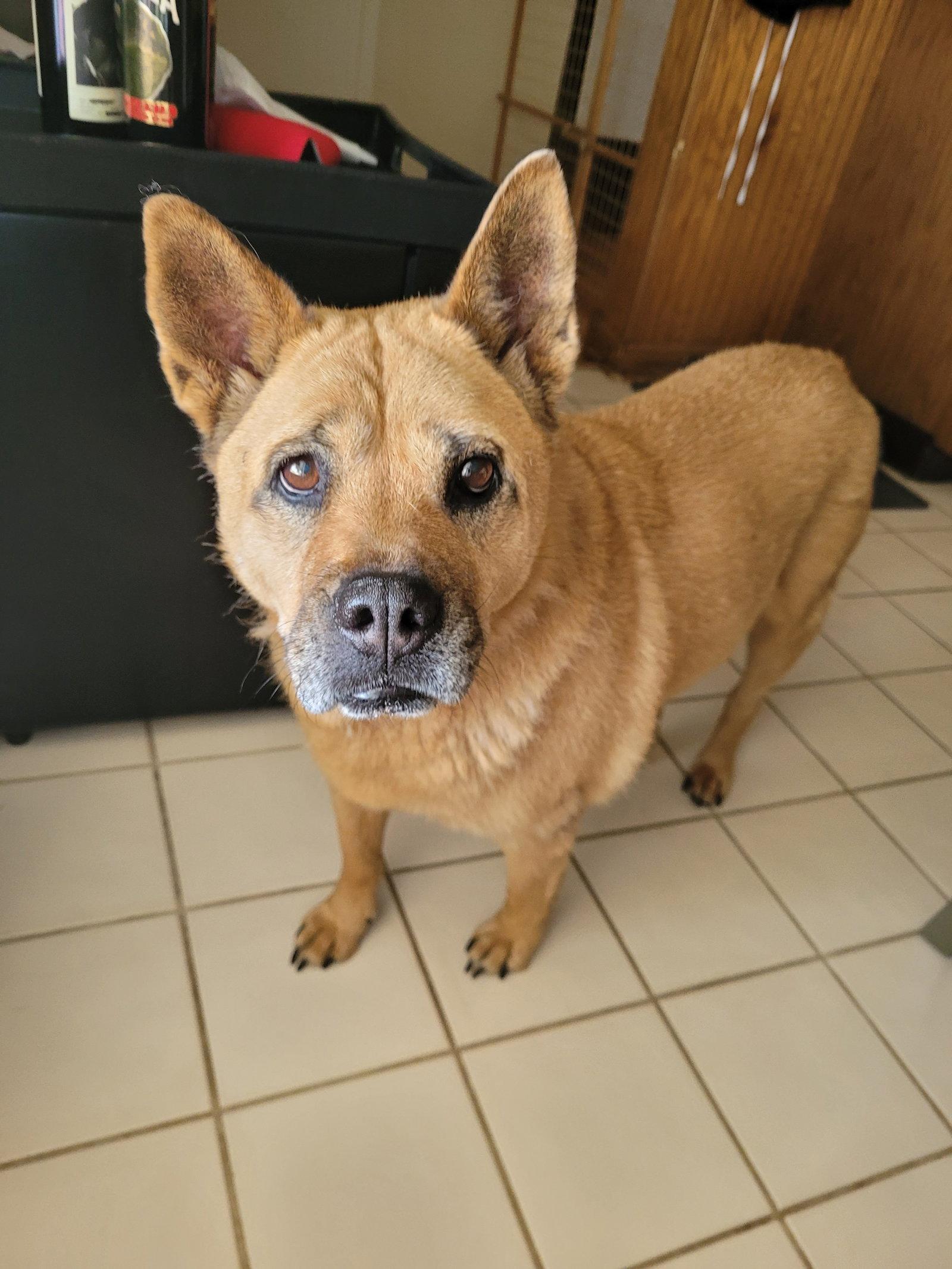 Snuggles, a Adoptable mixed breed in Hillside, IL image 1/3