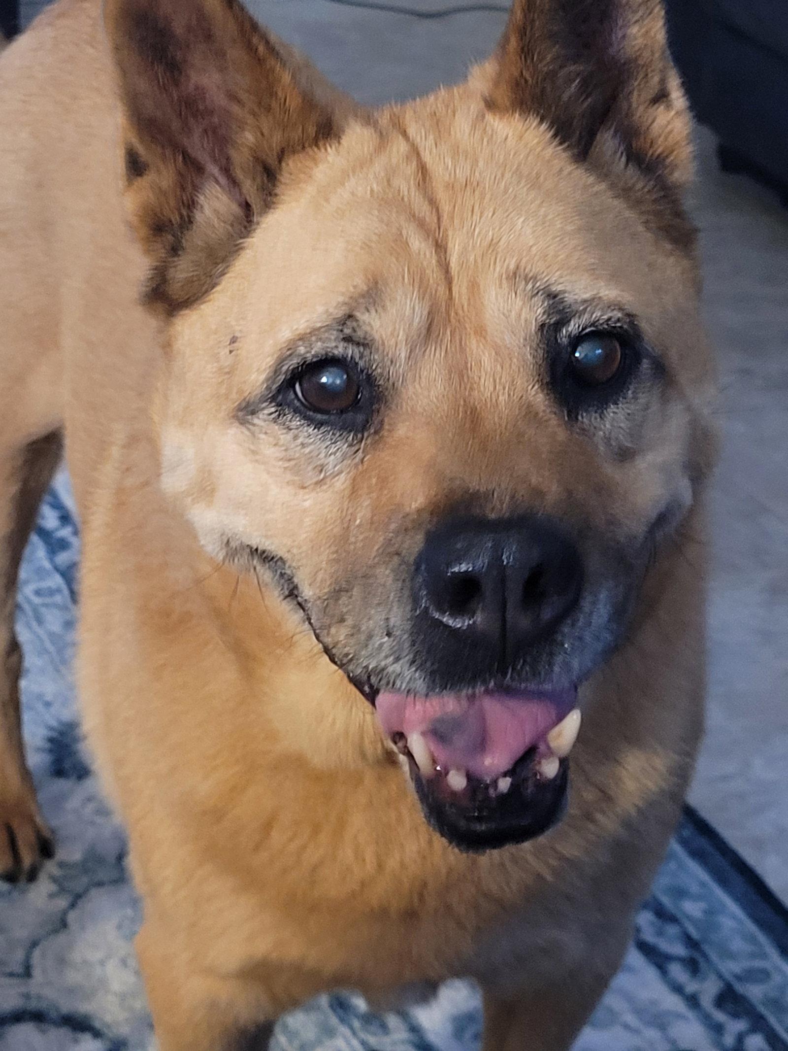 Snuggles, a Adoptable mixed breed in Hillside, IL image 2/3