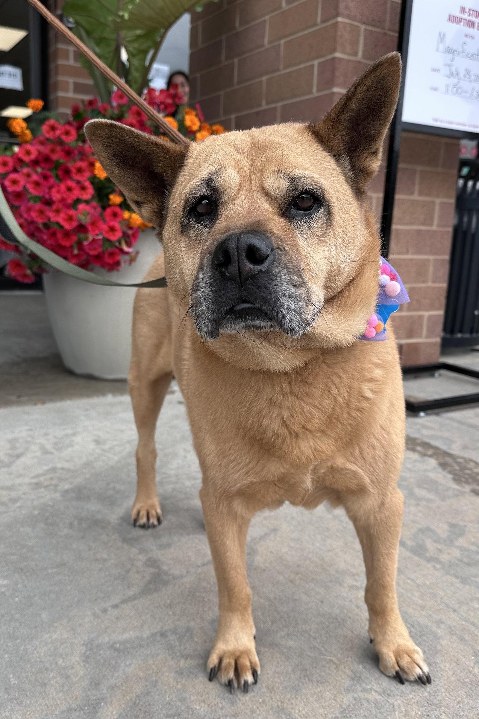 Snuggles, a Adoptable mixed breed in Hillside, IL image 3/3