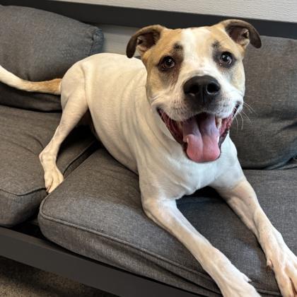 Enlarge Ruckus, a ADOPTABLE Mixed Breed in Lansing, MI image 3/3