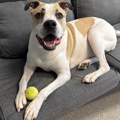 Enlarge Ruckus, a ADOPTABLE Mixed Breed in Lansing, MI image 2/3