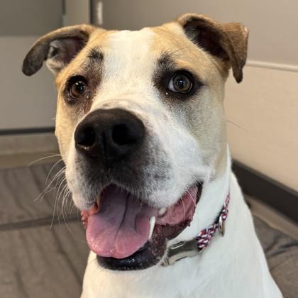 Ruckus, ADOPTABLE, Adult Male Mixed Breed.
