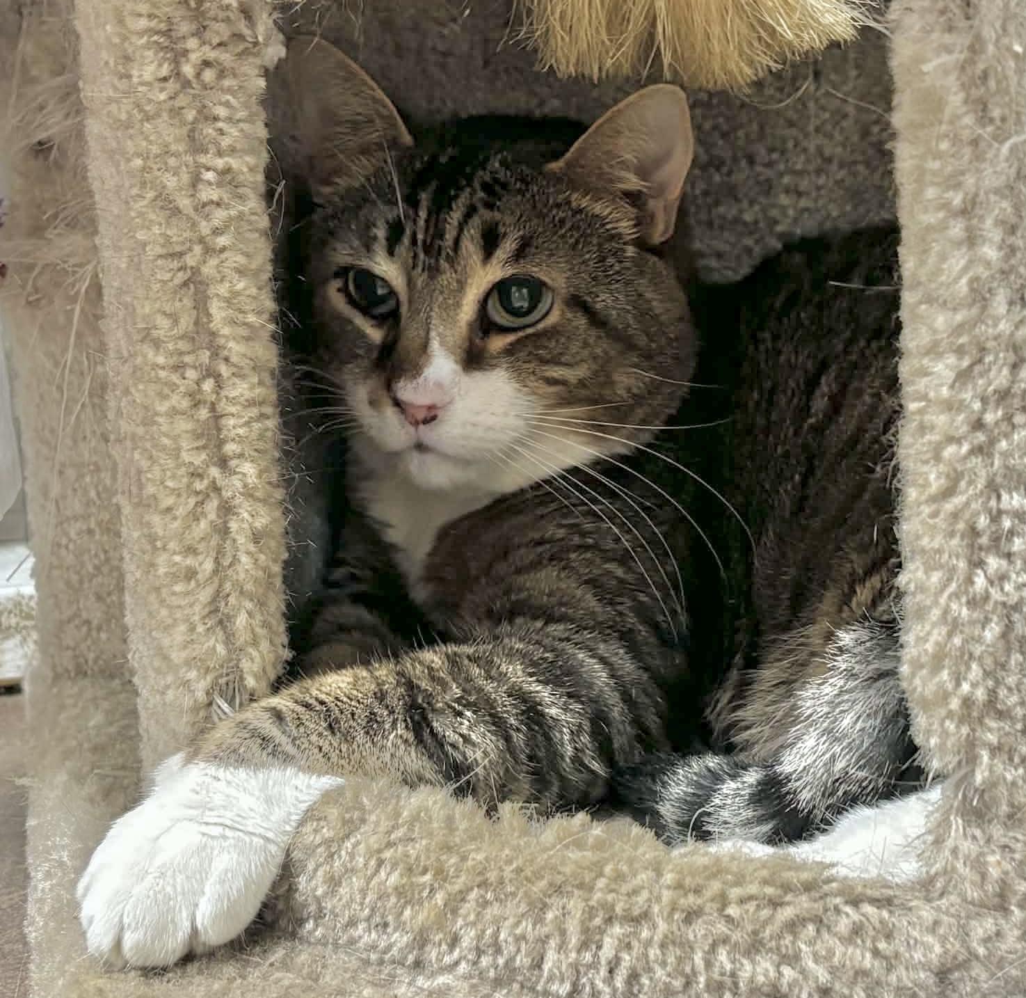 Enlarge Denny, a Adoptable Domestic Short Hair in Queenstown, MD image 1/4