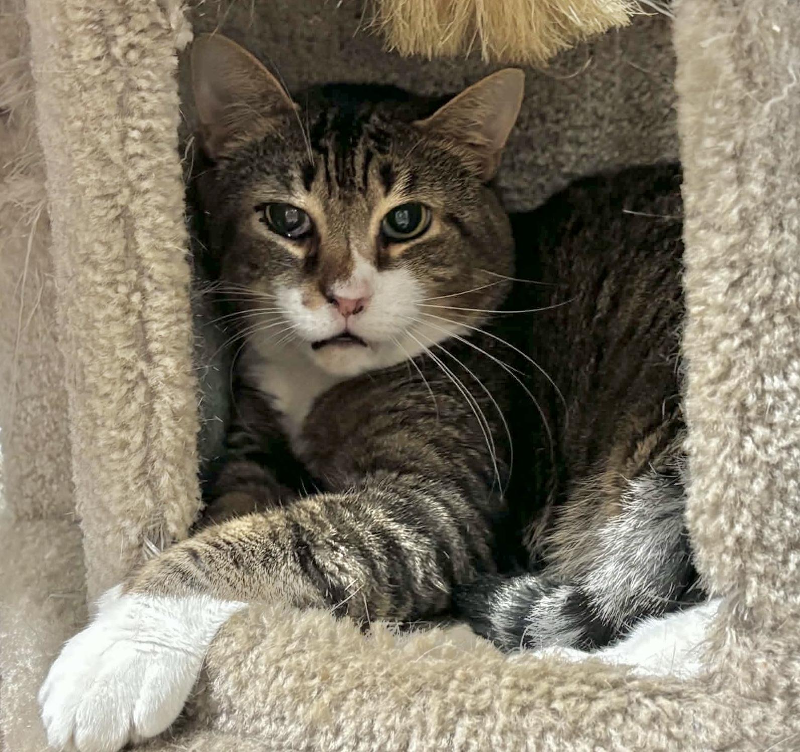 Enlarge Denny, a Adoptable Domestic Short Hair in Queenstown, MD image 3/4