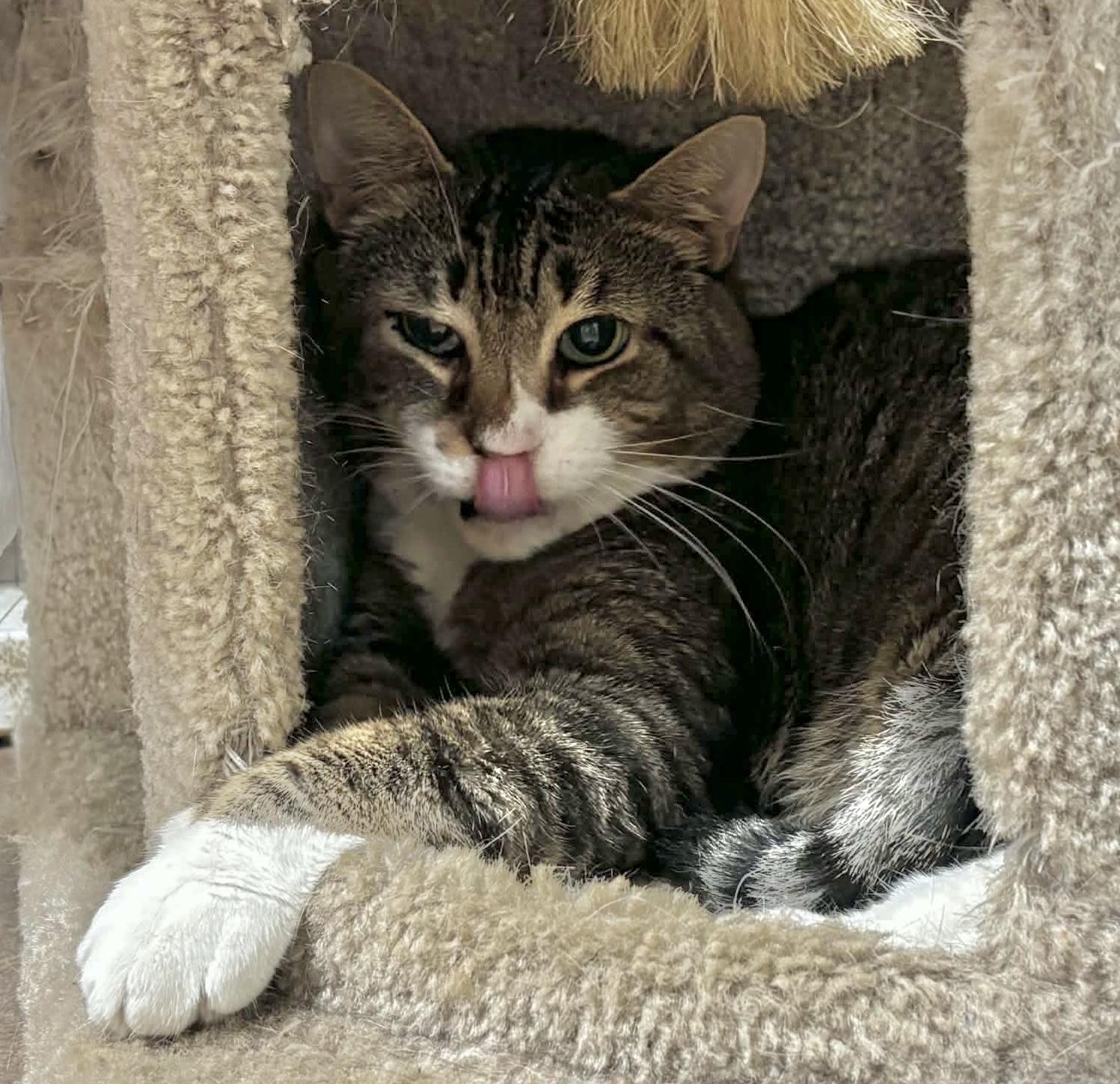 Enlarge Denny, a Adoptable Domestic Short Hair in Queenstown, MD image 4/4