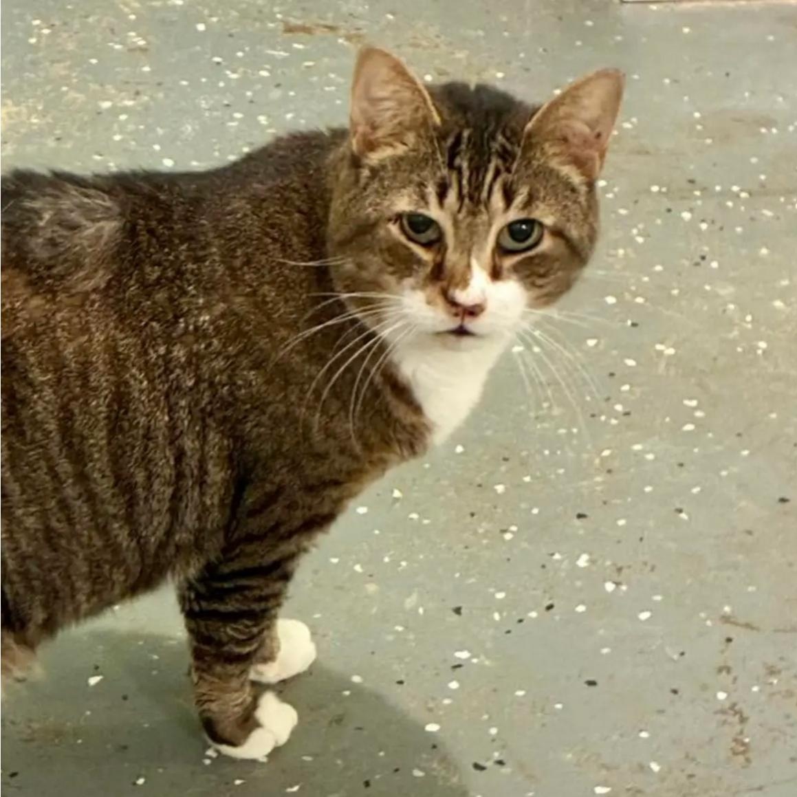 Enlarge Denny, a Adoptable Domestic Short Hair in Queenstown, MD image 2/4