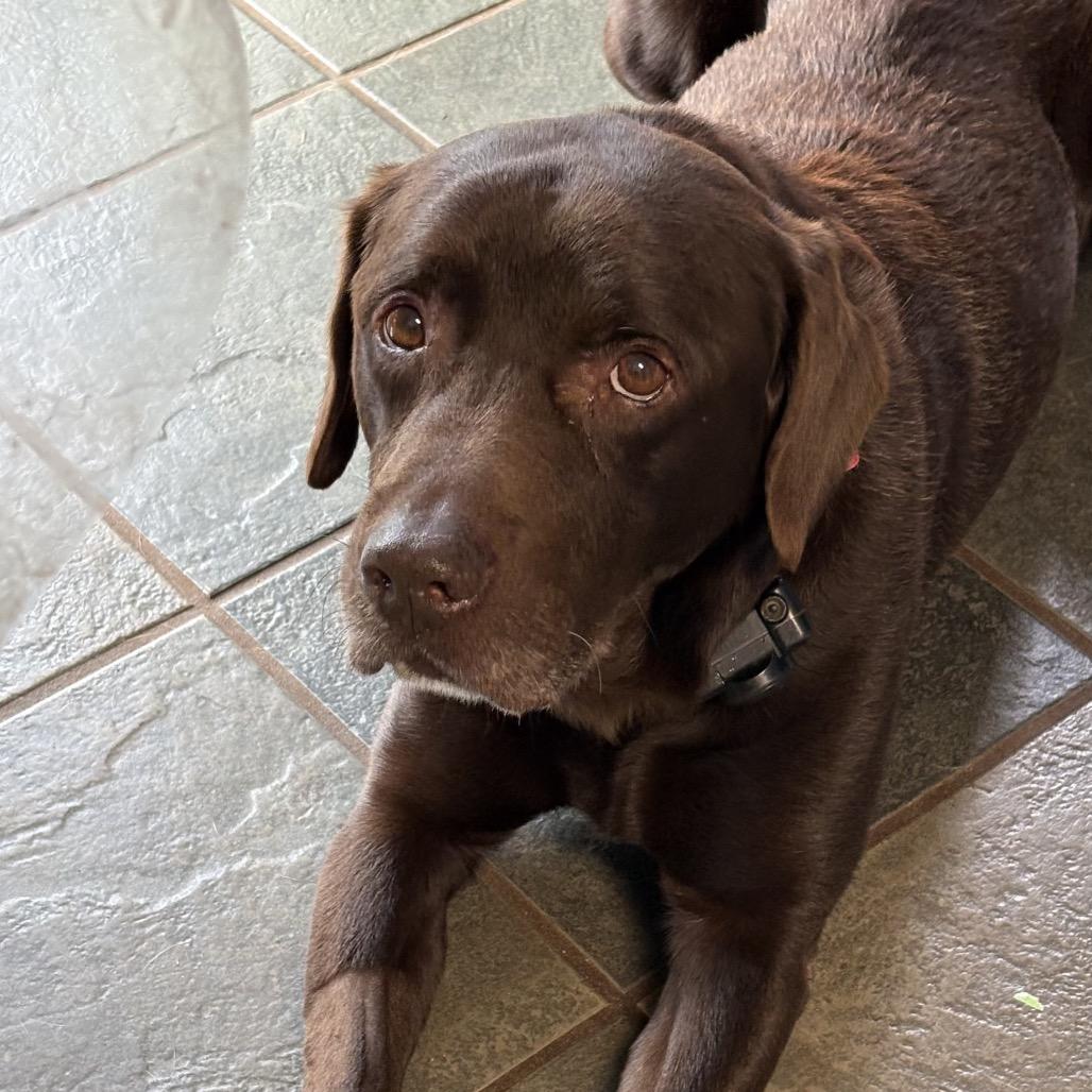Sammy, Adoptable, Adult Male Chocolate Labrador Retriever & Labrador Retriever.