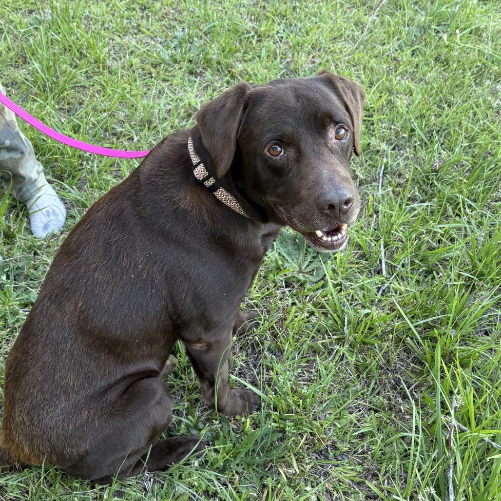Sammy, a Adoptable mixed breed in Fayetteville, GA image 3/3