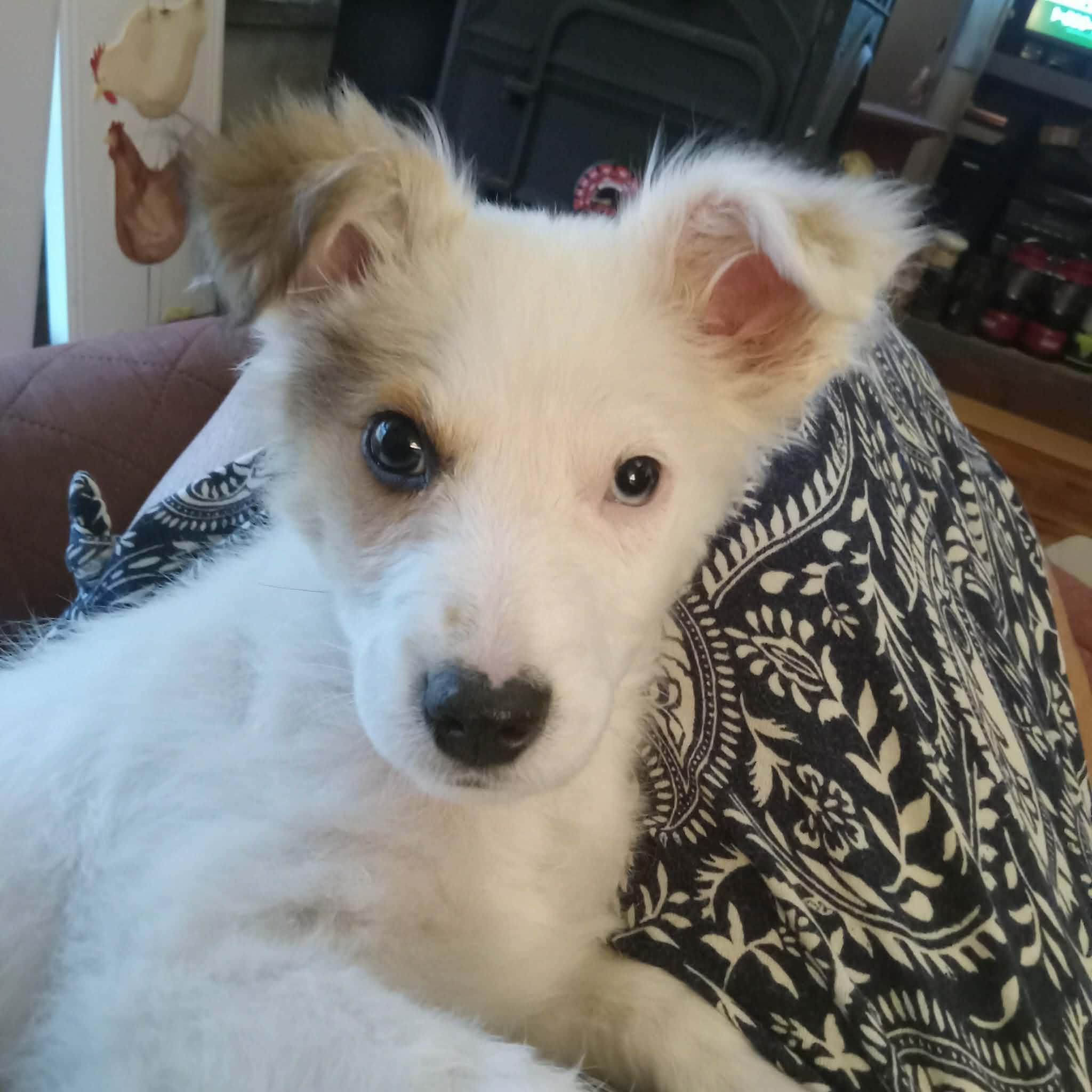 Enlarge Zoe, an adopted mixed breed in Milton, FL image 1/4