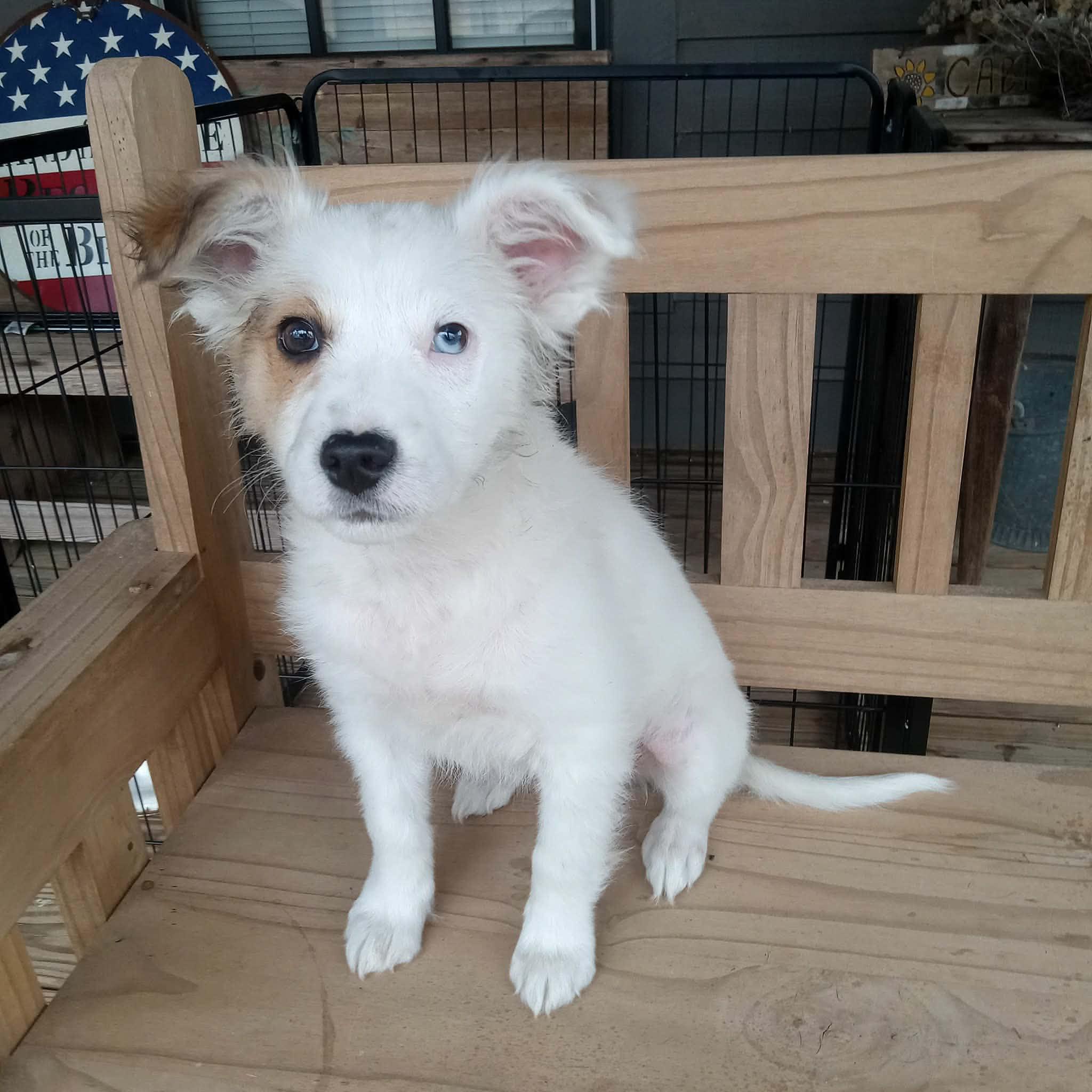 Enlarge Zoe, an adopted mixed breed in Milton, FL image 2/4