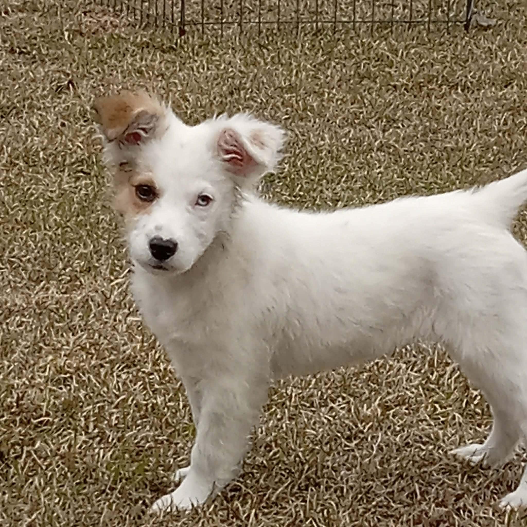 Enlarge Zoe, an adopted mixed breed in Milton, FL image 3/4
