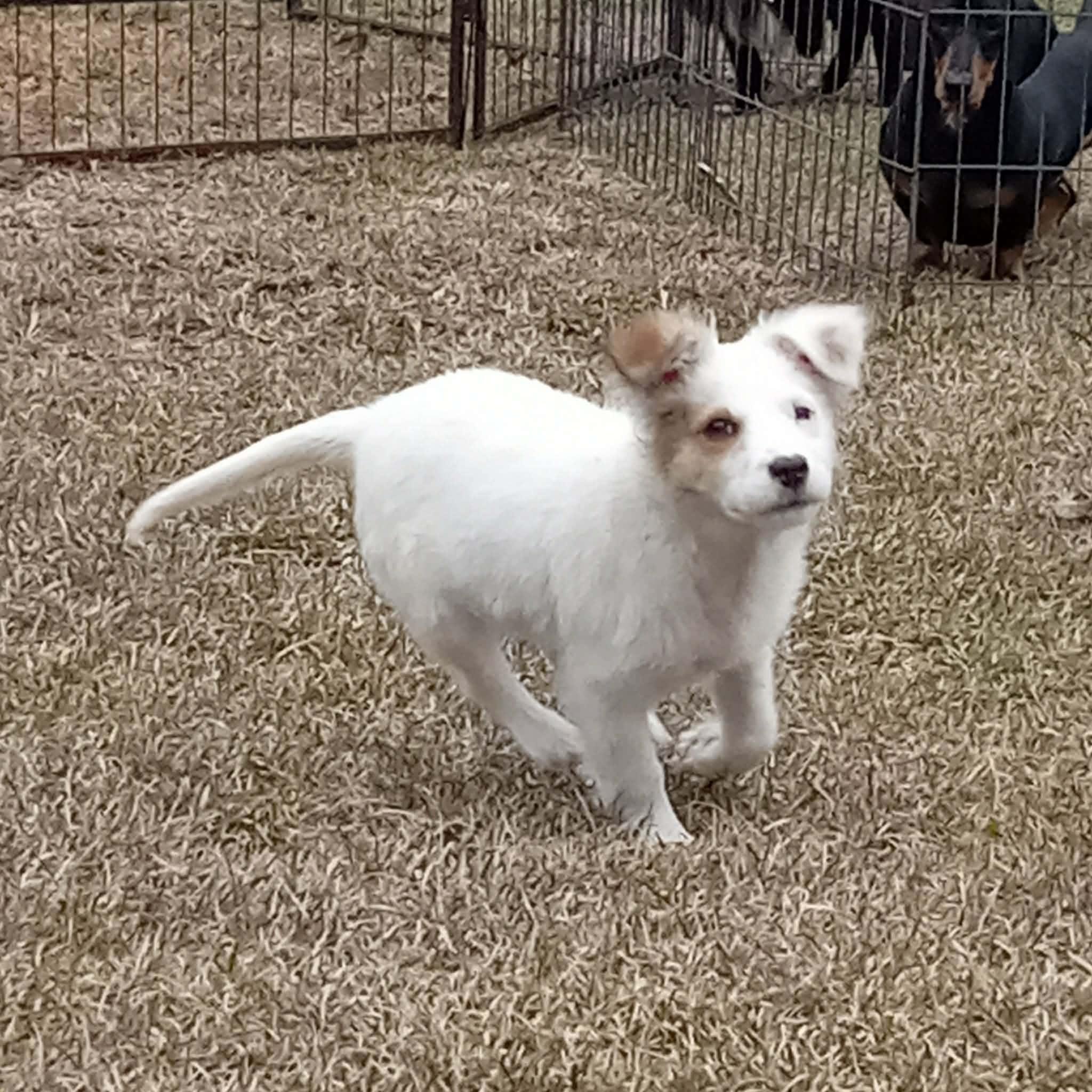 Enlarge Zoe, an adopted mixed breed in Milton, FL image 4/4