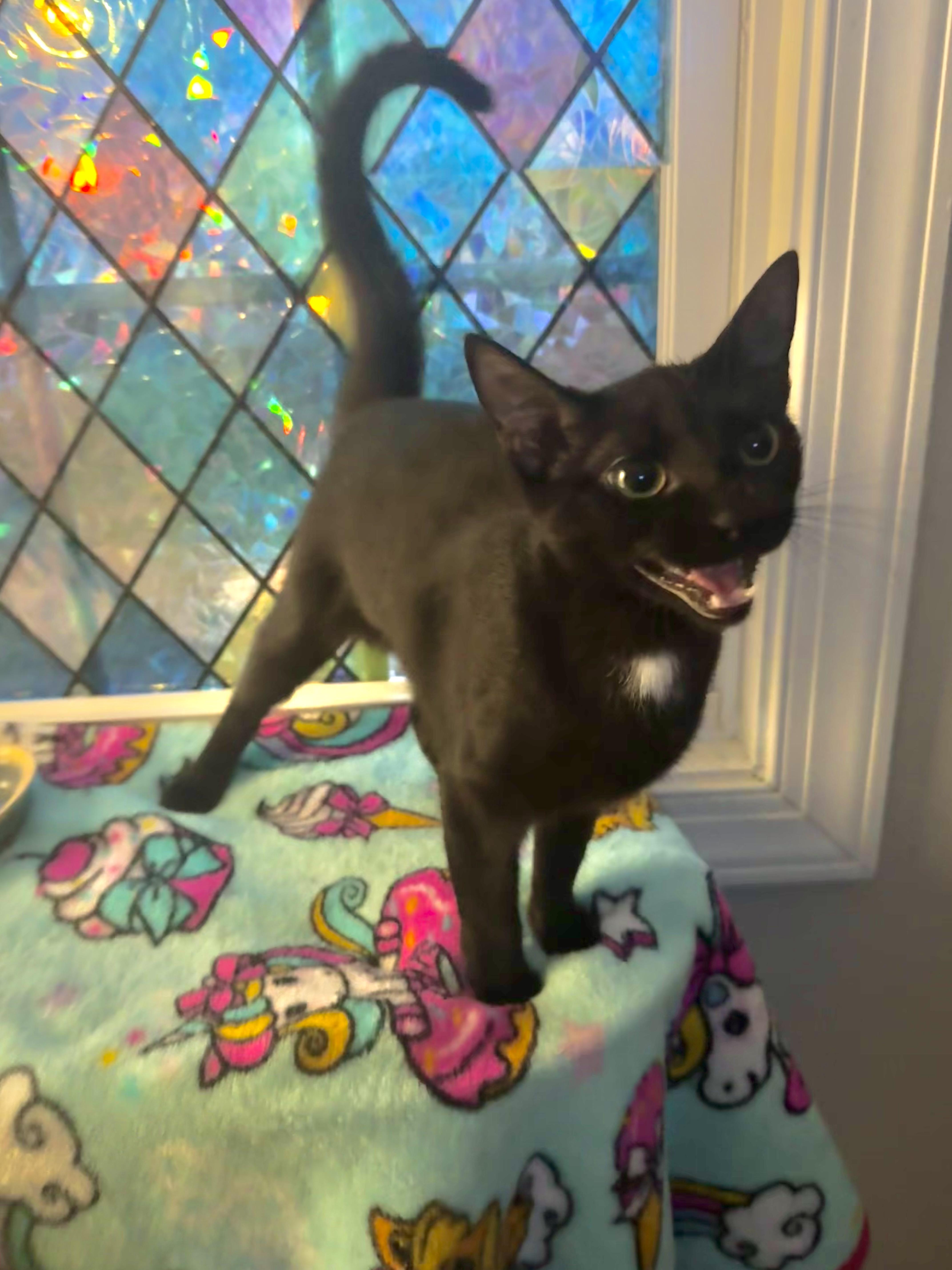 Spritz, a Adoptable Domestic Short Hair in Richmond, VA image 4/4