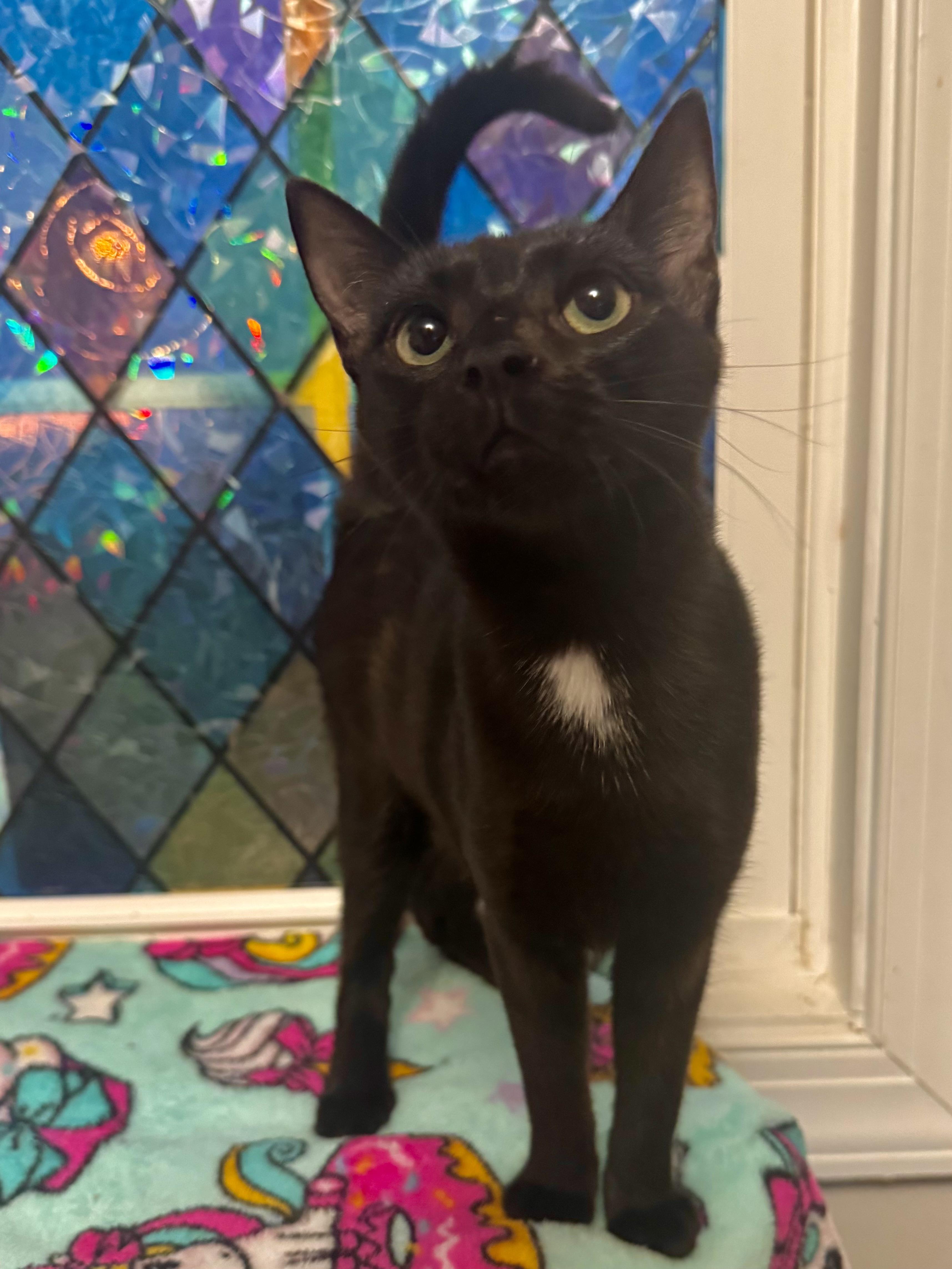 Spritz, a Adoptable Domestic Short Hair in Richmond, VA image 3/4