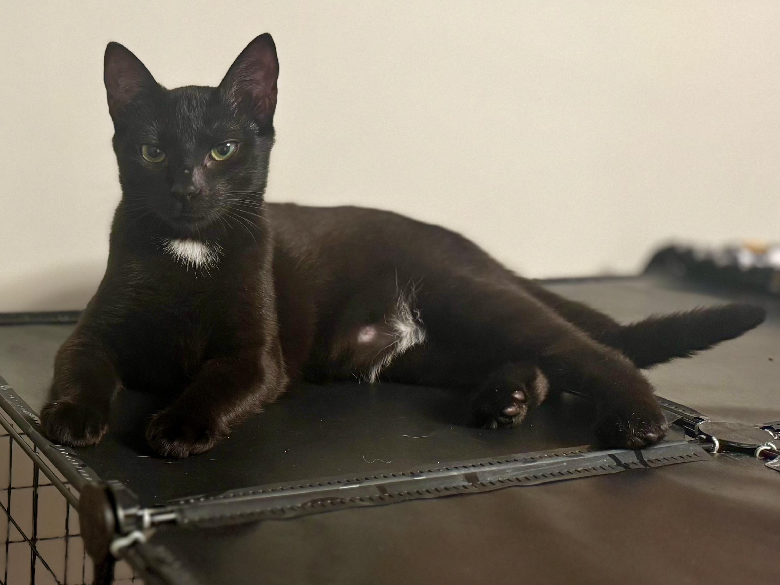 Spritz, Adoptable, Young Female Domestic Short Hair.