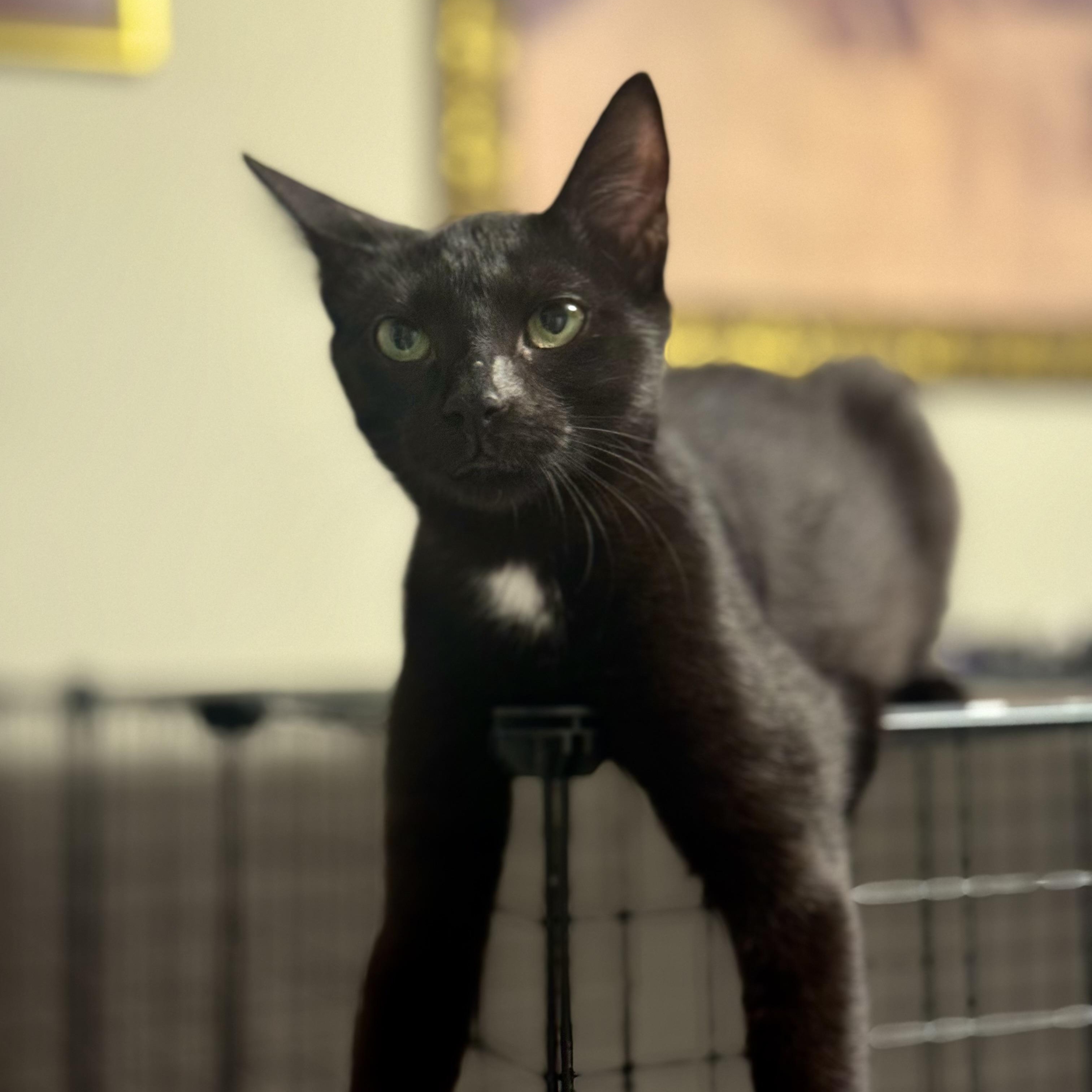 Spritz, a Adoptable Domestic Short Hair in Richmond, VA image 2/4