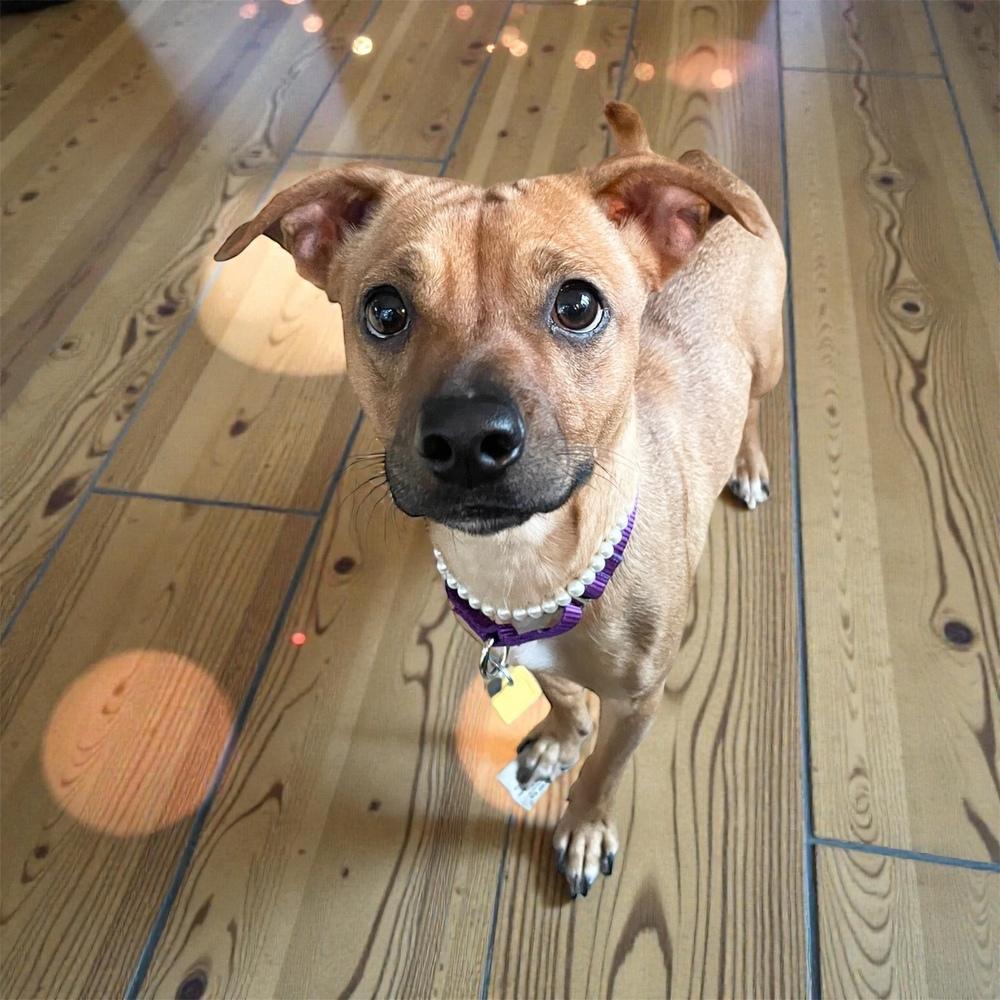 Minnie May, Adoptable, Adult Female Chihuahua & Basenji.